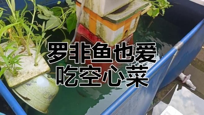 羅非魚和金龍魚混養需要多長時間適應