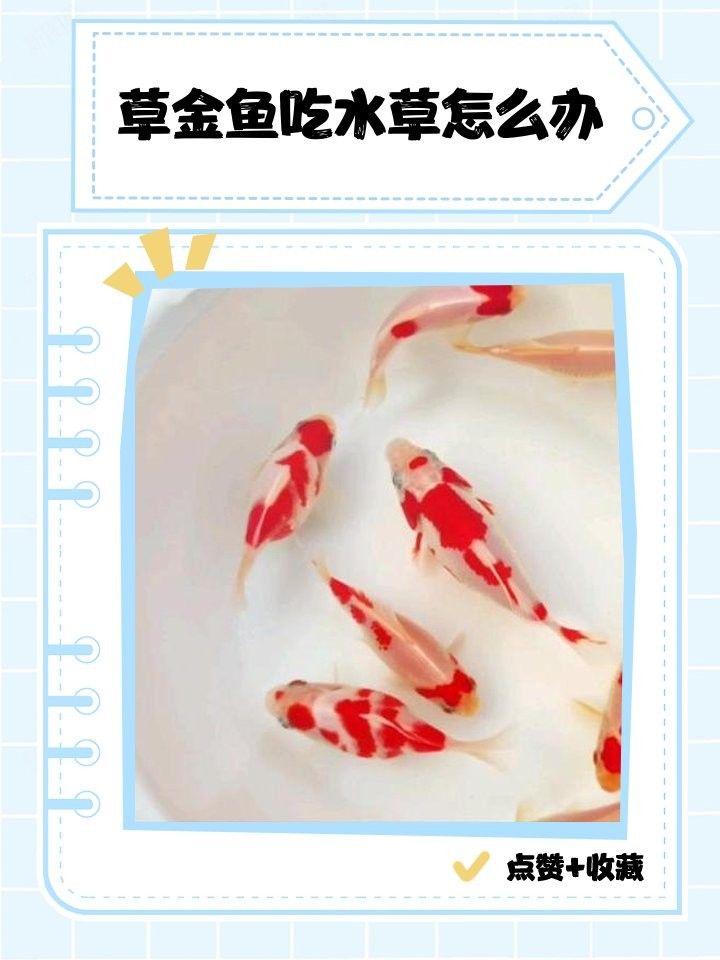 如何防止龍魚啃食水草？