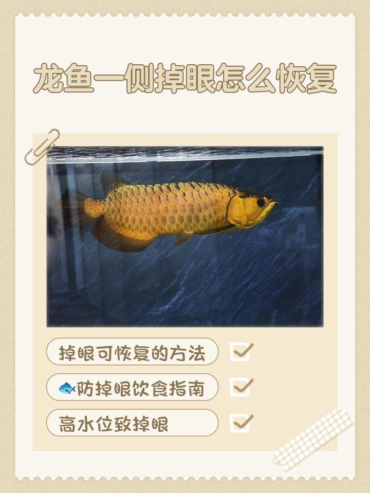 龍魚眼睛下垂能完全恢復嗎（龍魚眼睛下垂怎么辦） 龍魚眼睛下垂能完全恢復嗎（龍魚眼睛下垂怎么辦） 龍魚百科 第3張