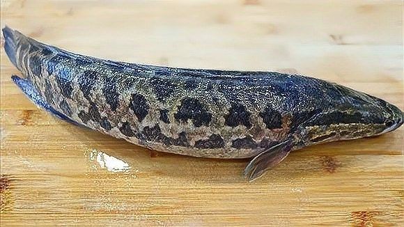 烏魚有哪些部位刺較少？（烏魚刺多不多，怎么處理烏魚以減少刺？） 烏魚有哪些部位刺較少？（烏魚刺多不多，怎么處理烏魚以減少刺？） 龍魚百科 第2張