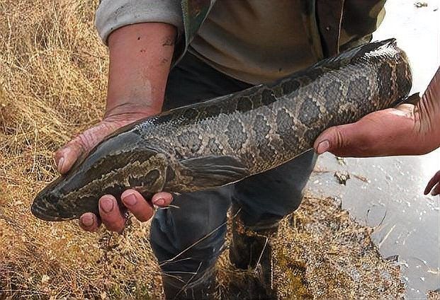 烏魚有哪些部位刺較少？（烏魚刺多不多，怎么處理烏魚以減少刺？） 烏魚有哪些部位刺較少？（烏魚刺多不多，怎么處理烏魚以減少刺？） 龍魚百科 第3張