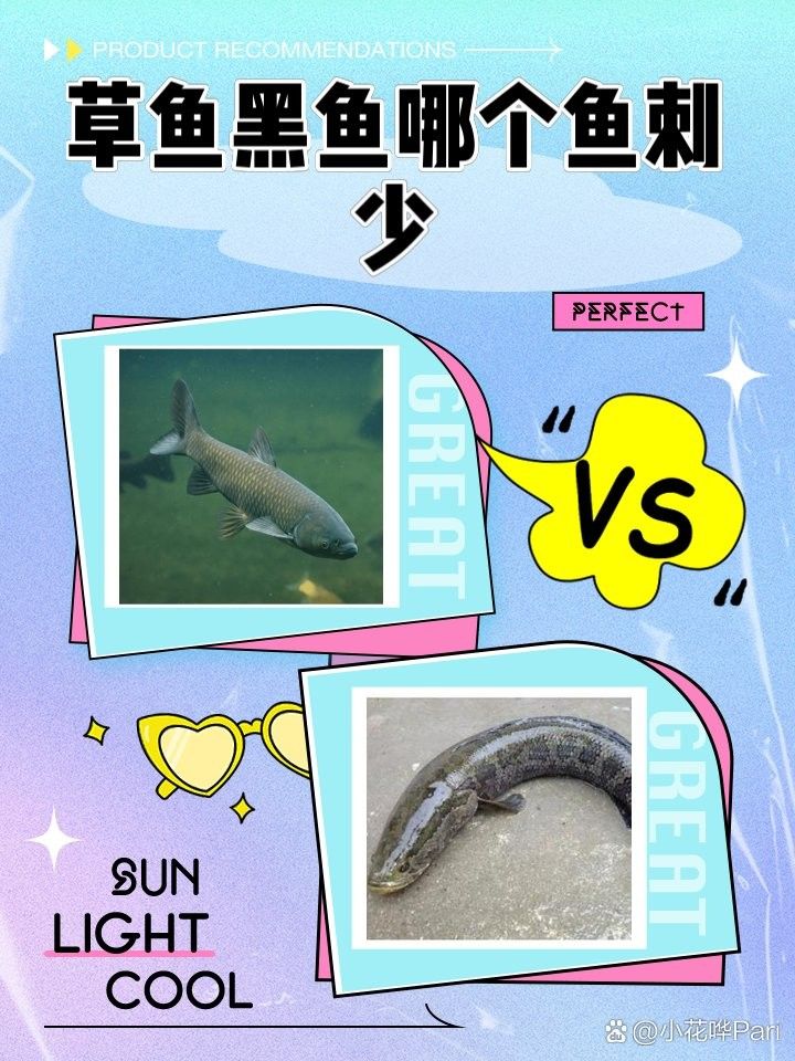 烏魚有哪些部位刺較少？（烏魚刺多不多，怎么處理烏魚以減少刺？） 烏魚有哪些部位刺較少？（烏魚刺多不多，怎么處理烏魚以減少刺？） 龍魚百科 第7張