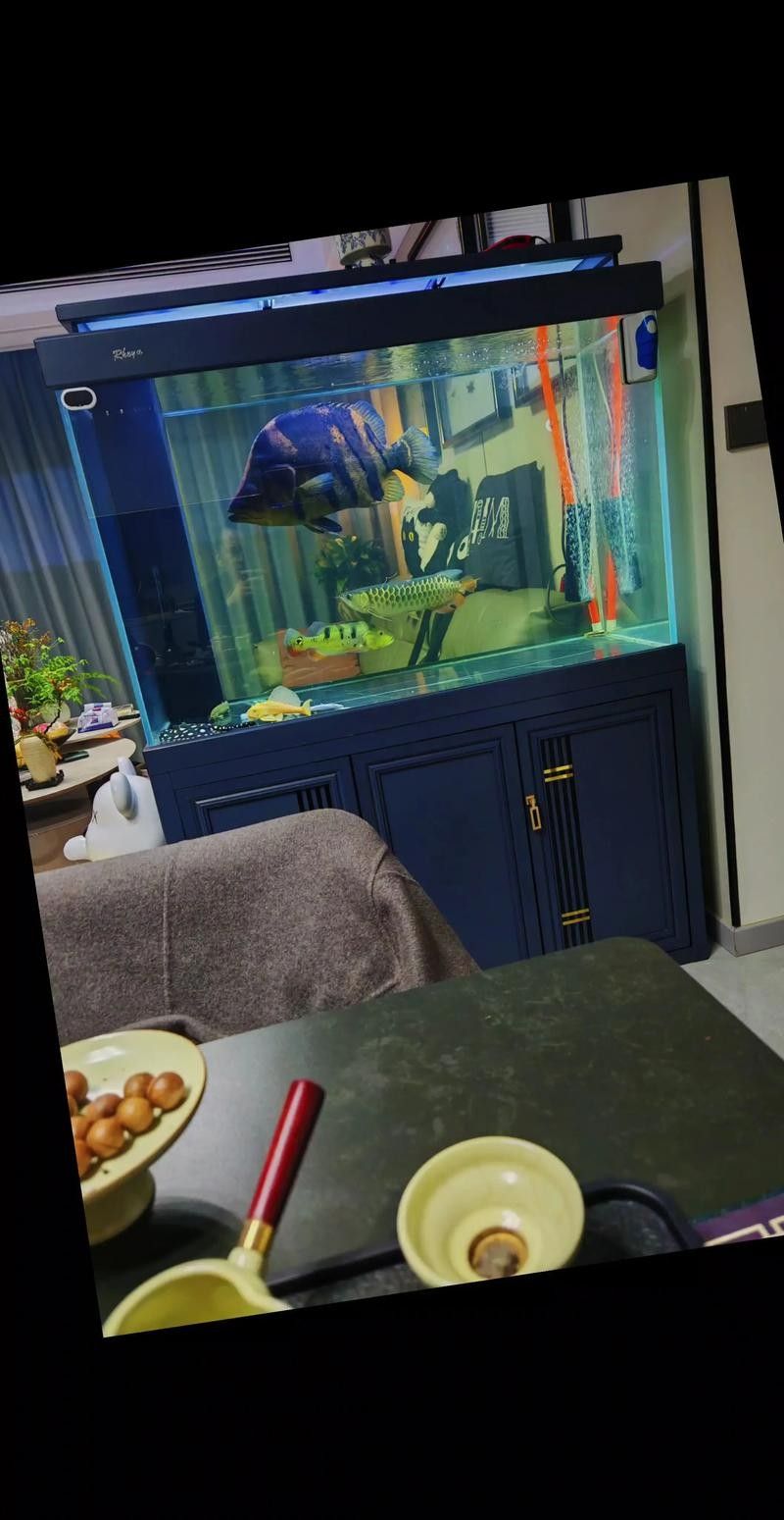 如何選擇適合混養的虎魚（如何根據不同混養條件和虎魚的特性來選擇合適的混養虎魚）