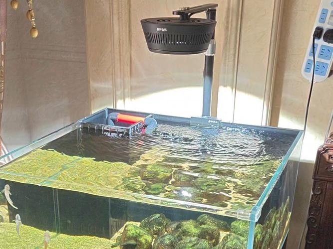 如何選擇適合混養的虎魚（如何根據不同混養條件和虎魚的特性來選擇合適的混養虎魚）