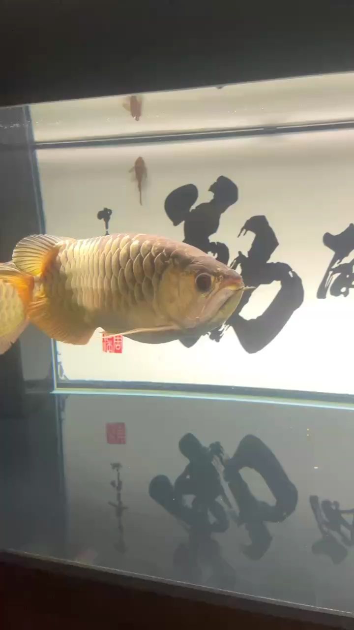 小龍31個月了（小龍31個月了，龍巧兒評論：666）