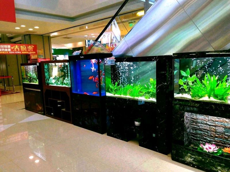 合肥龍魚上門服務價格如何（合肥龍魚上門服務價格）