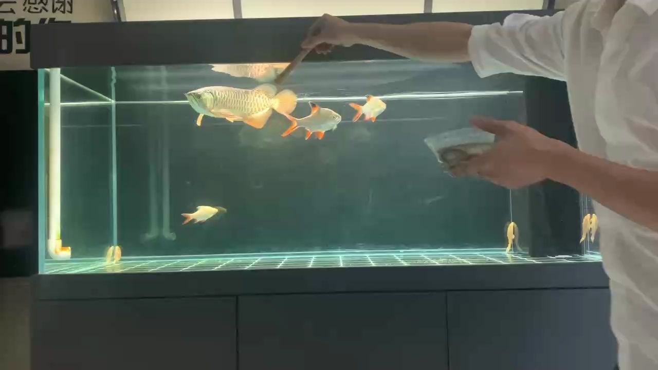 金龍（金龍在中國文化中地位及其象征意義）