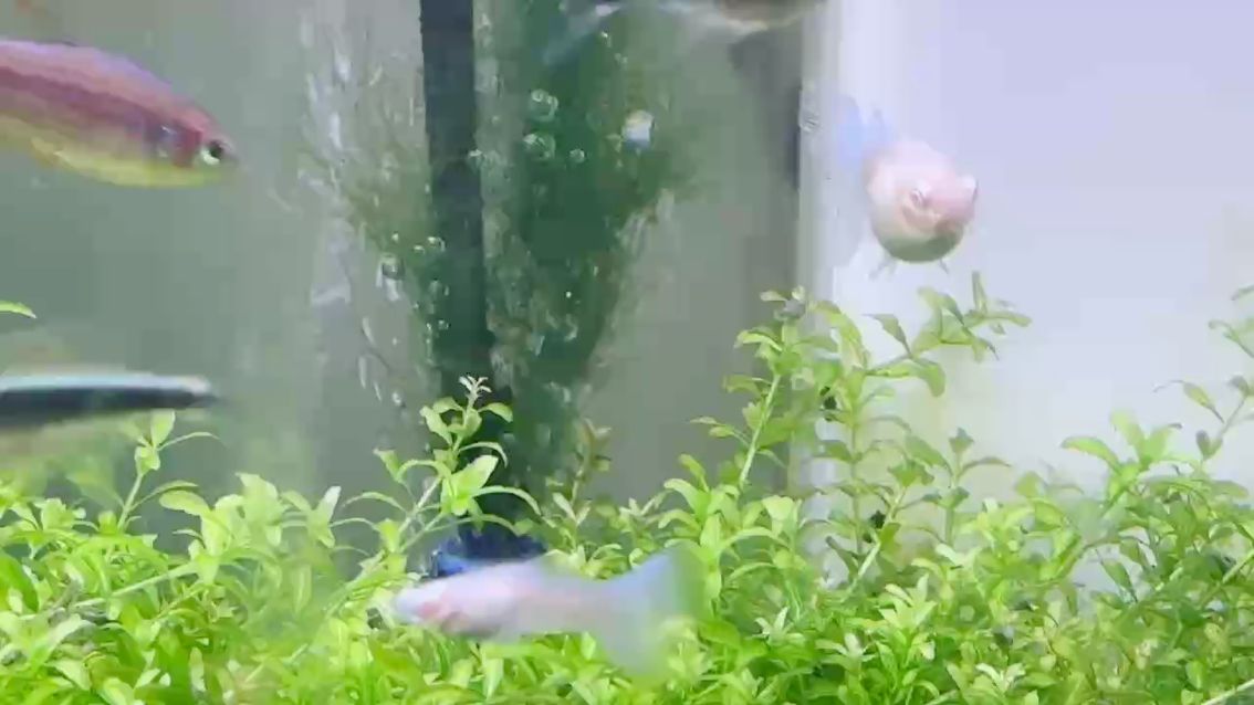 孔雀魚（孔雀魚的繁殖方式） 孔雀魚（孔雀魚的繁殖方式） 龍魚論壇