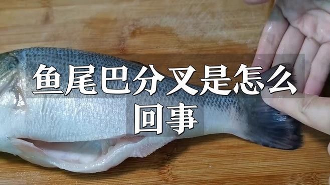 金龍魚尾部開叉會自愈嗎（金龍魚尾部開叉會自愈嗎金龍魚尾部開叉會自愈嗎）