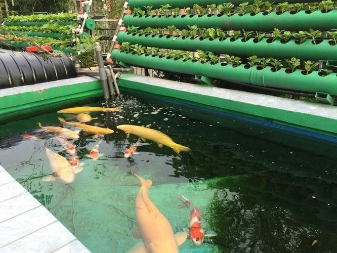 阿魯科爾沁旗哪個水族館龍魚好？祥龍魚場龍魚