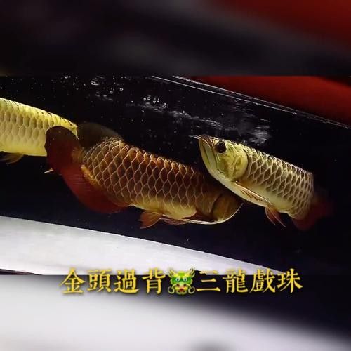 如何挑選高品質的武吉美拉龍魚? 龍魚百科 第10張 如何挑選高品質的武吉美拉龍魚? 如何挑選高品質的武吉美拉龍魚? 龍魚百科 第10張