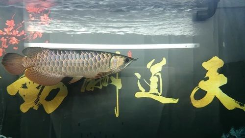 如何挑選高品質的武吉美拉龍魚? 龍魚百科 第11張 如何挑選高品質的武吉美拉龍魚? 如何挑選高品質的武吉美拉龍魚? 龍魚百科 第11張