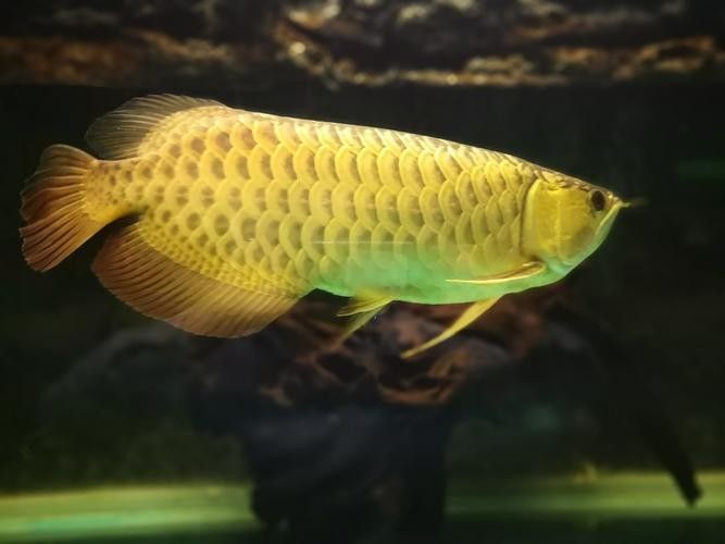 如何挑選高品質的武吉美拉龍魚? 龍魚百科 第5張 如何挑選高品質的武吉美拉龍魚? 如何挑選高品質的武吉美拉龍魚? 龍魚百科 第5張