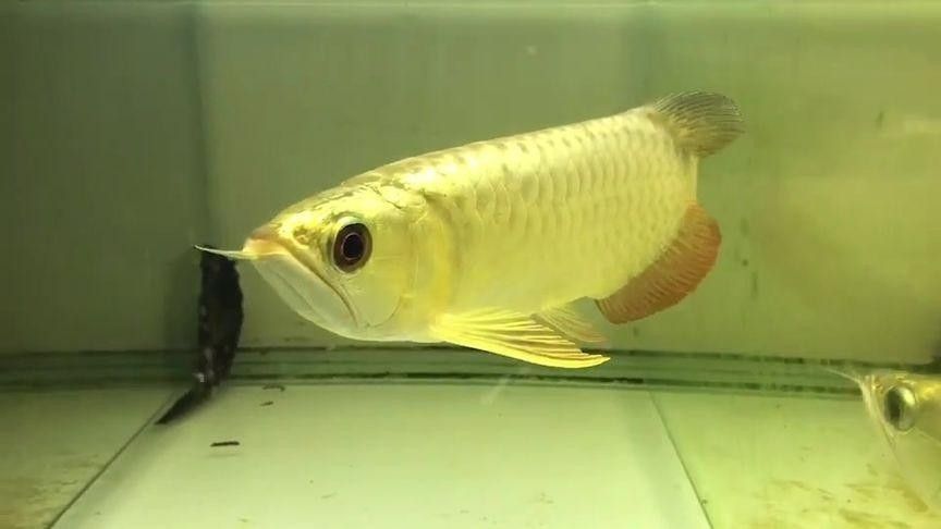 如何挑選高品質的武吉美拉龍魚? 龍魚百科 第9張 如何挑選高品質的武吉美拉龍魚? 如何挑選高品質的武吉美拉龍魚? 龍魚百科 第9張