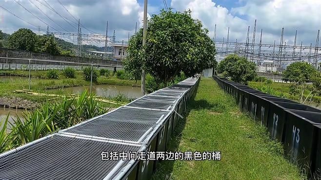 如何挑選高品質的武吉美拉龍魚？ 如何挑選高品質的武吉美拉龍魚？ 龍魚百科 第6張