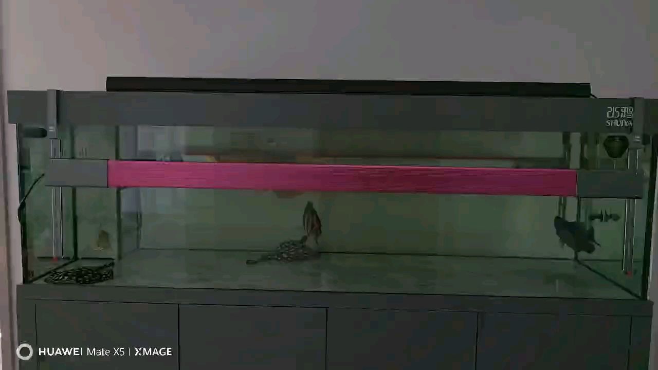 新增一條黑白皇冠母魚，希望健康順利長大 新增一條黑白皇冠母魚，希望健康順利長大 龍魚論壇
