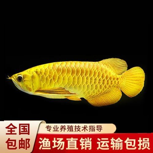 24K金頭過背金龍吃什么食物最好？（24k金頭過背金龍吃什么食物最好）