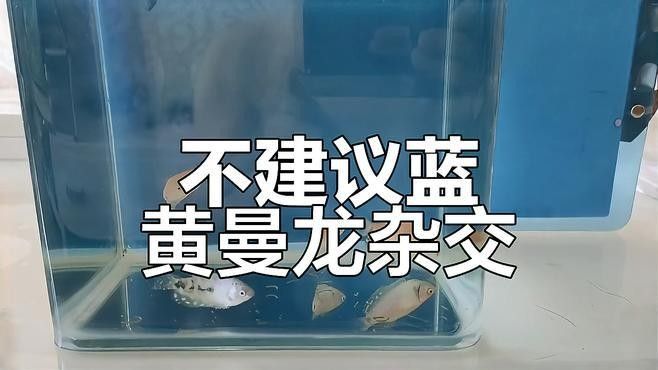 藍曼龍和黃曼龍可以混養嗎