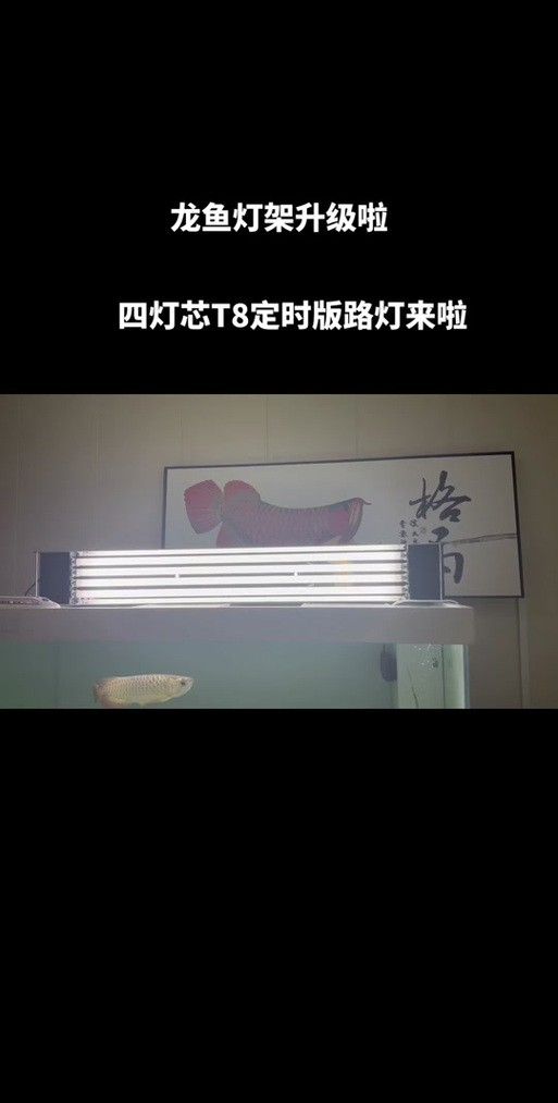 如何選擇適合金龍魚的LED燈？