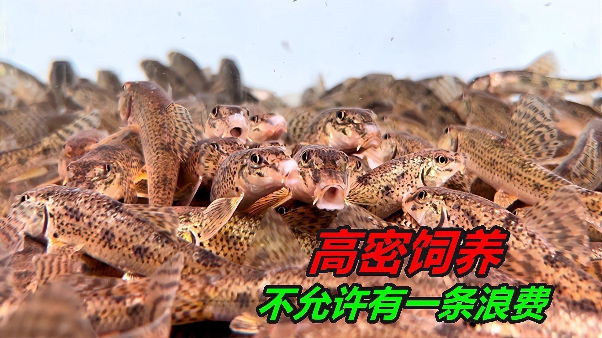 如何判斷飼料魚是否新鮮（判斷飼料魚是否新鮮的飼料魚是否新鮮的方法和技巧） 如何判斷飼料魚是否新鮮（判斷飼料魚是否新鮮的飼料魚是否新鮮的方法和技巧） 龍魚百科 第2張