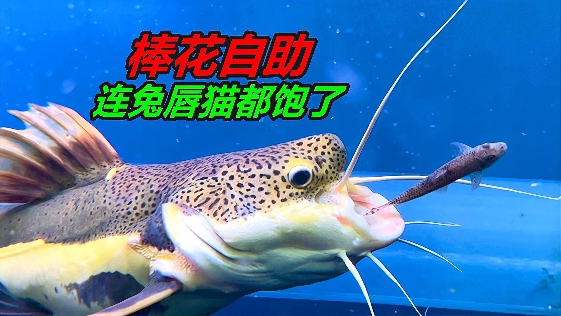 如何判斷飼料魚是否新鮮（判斷飼料魚是否新鮮的飼料魚是否新鮮的方法和技巧） 如何判斷飼料魚是否新鮮（判斷飼料魚是否新鮮的飼料魚是否新鮮的方法和技巧） 龍魚百科 第1張