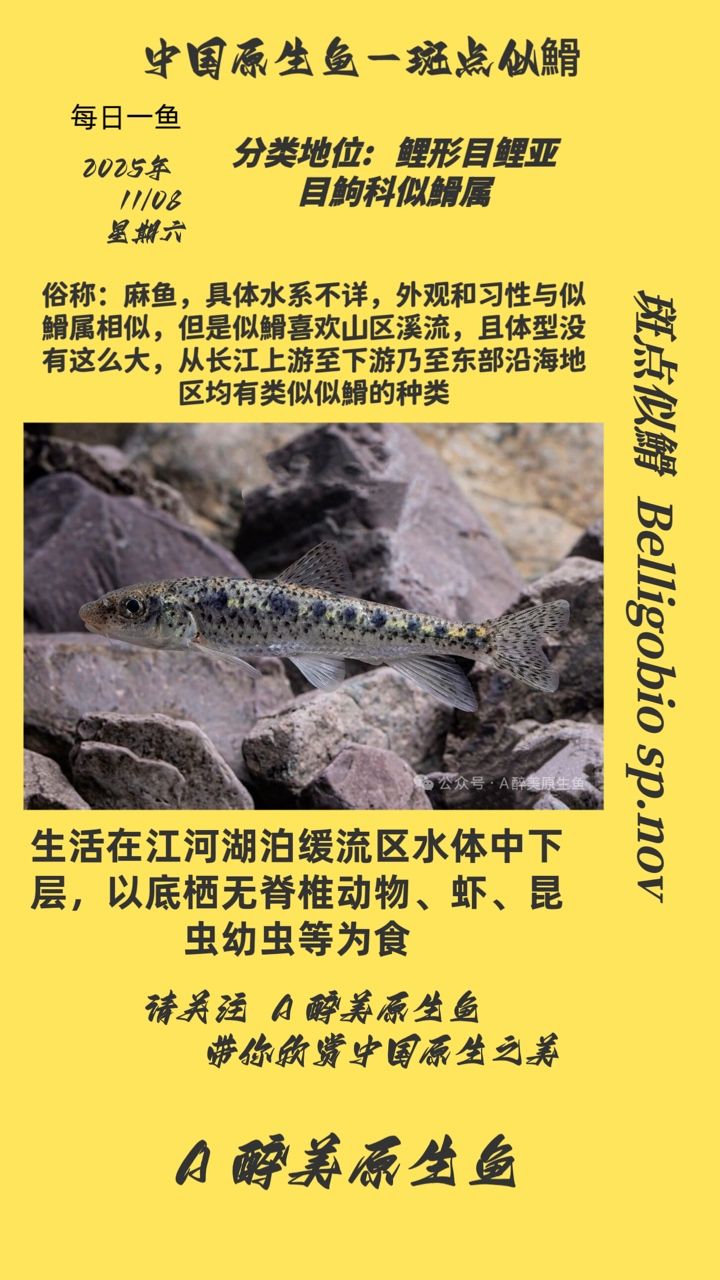 斑點(diǎn)似?