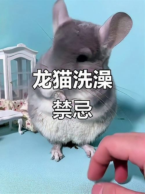 龍貓多久洗一次澡（龍貓多久洗一次澡，龍貓不會(huì)洗澡怎么辦）