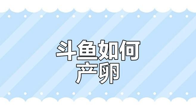 加里曼丹副斗魚繁殖方法（加里曼丹副斗魚繁殖全攻略miss葉走路不迷喵斗魚繁殖全攻略）