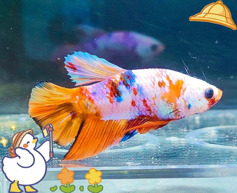 加里曼丹副斗魚繁殖方法（加里曼丹副斗魚繁殖全攻略miss葉走路不迷喵斗魚繁殖全攻略）