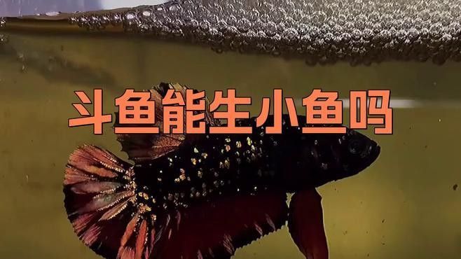 加里曼丹副斗魚繁殖方法（加里曼丹副斗魚繁殖全攻略miss葉走路不迷喵斗魚繁殖全攻略）