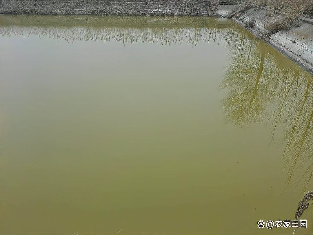 掛蛋苗對(duì)雄魚有何影響（掛蛋苗對(duì)雄魚的影響）