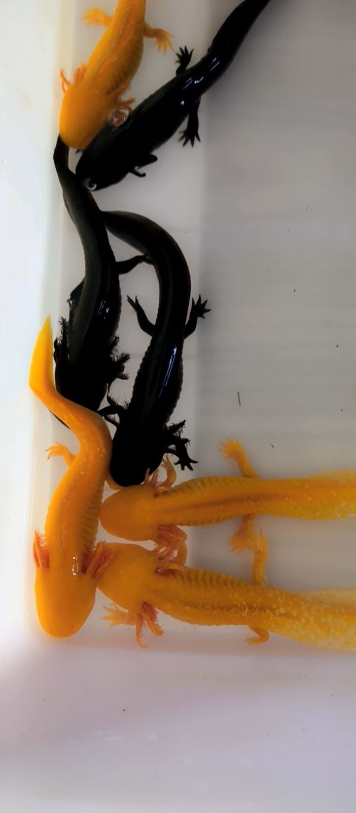 <strong><mark>福山</mark></strong>哪個水族館龍魚好？祥龍魚場龍魚（<strong><mark>福山</mark></strong>水族館祥龍魚場）