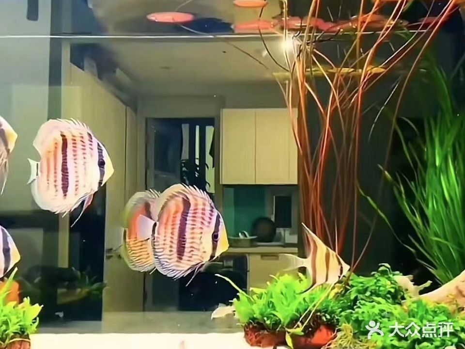 福山哪個水族館龍魚好？祥龍魚場龍魚（福山水族館祥龍魚場）