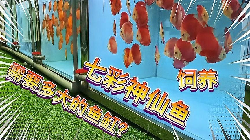 混養龍魚和七彩神仙魚需要多大的魚缸