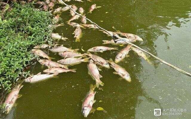 如何判斷龍魚爛鰭爛尾的感染類型