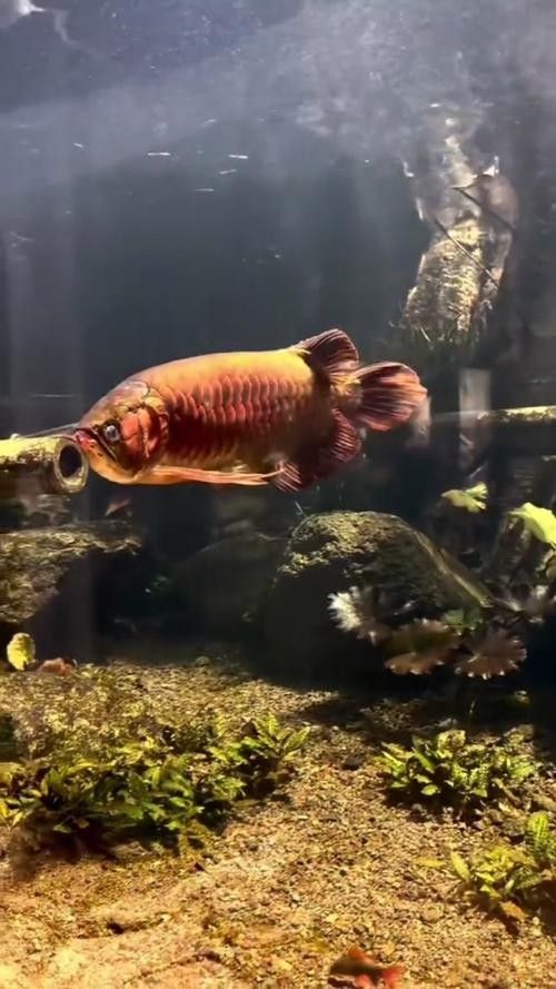 赤焰紅龍魚的價格是多少? 龍魚百科 第10張 赤焰紅龍魚的價格是多少? 赤焰紅龍魚的價格是多少? 龍魚百科 第10張