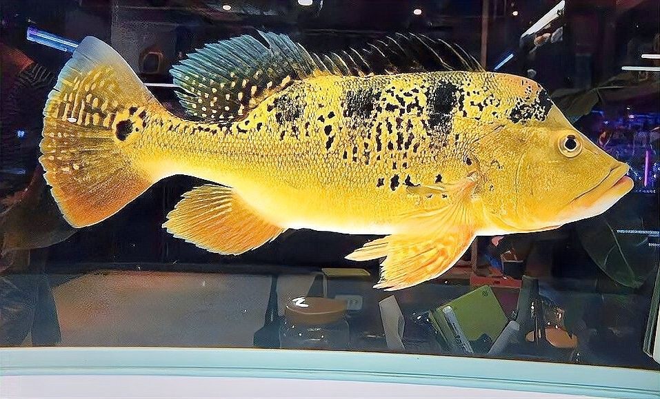 巴西亞和哪些魚混養(yǎng)最和諧？（巴西亞和什么魚混養(yǎng)比較好） 巴西亞和哪些魚混養(yǎng)最和諧？（巴西亞和什么魚混養(yǎng)比較好） 龍魚百科 第4張