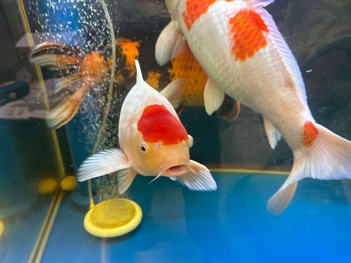 生活 生活 龍魚(yú)論壇