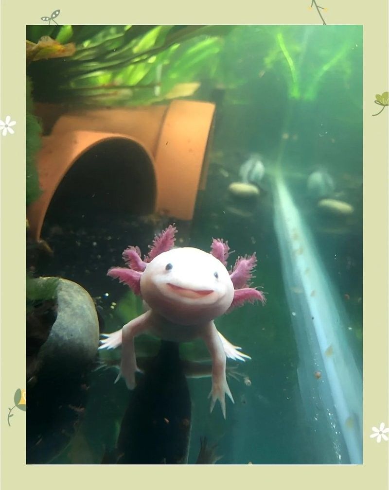 六角恐龍魚成體多大？