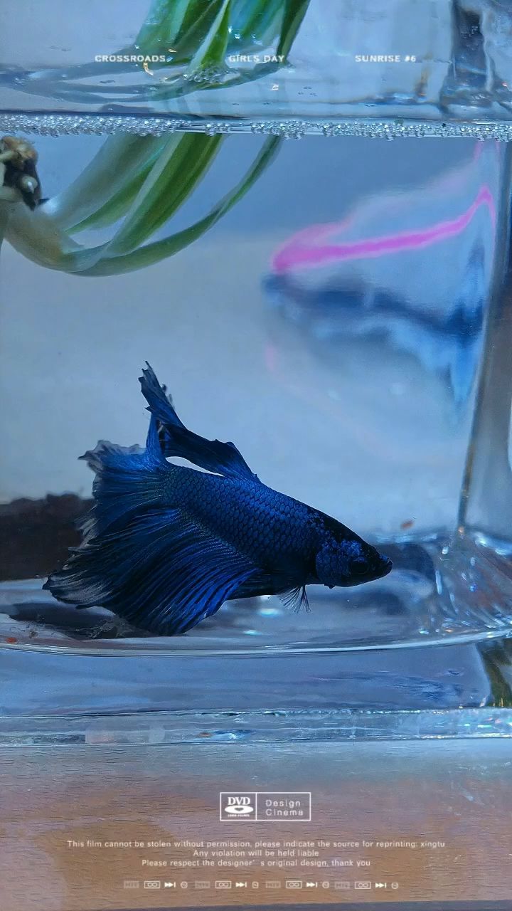 小斗魚，大世界（小斗魚的生活習(xí)性）
