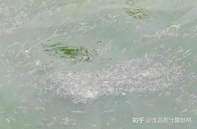 龍魚拖便期間需要停食多久（魚在拖便期間需要停食的時間取決于多種因素）