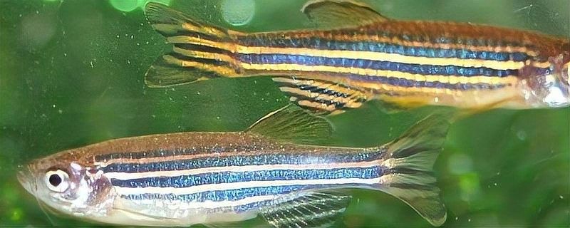 斑龍魚的繁殖方式是什么（斑馬魚的繁殖方式）