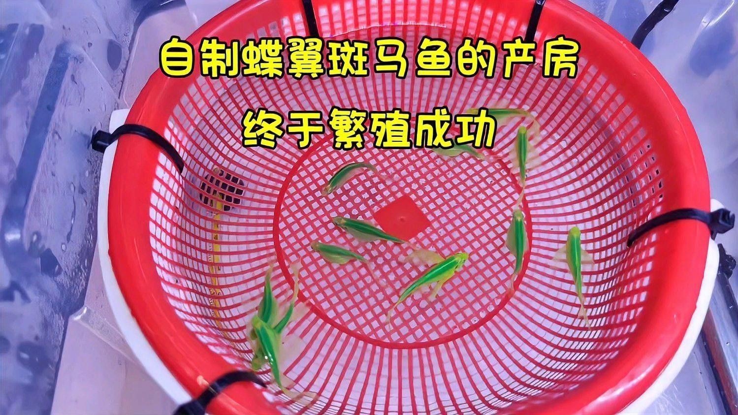 斑龍魚的繁殖方式是什么（斑馬魚的繁殖方式）
