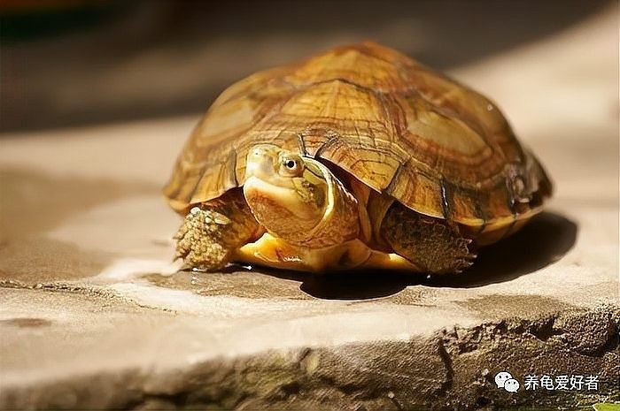 如何預防龍龜感染細菌？（烏龜生病預防八大要點,掌握這些讓它們更健康）