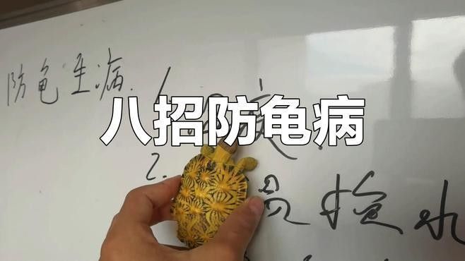 如何預防龍龜感染細菌？（烏龜生病預防八大要點,掌握這些讓它們更健康）