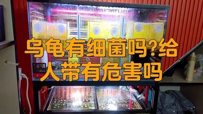 如何預防龍龜感染細菌？（烏龜生病預防八大要點,掌握這些讓它們更健康）