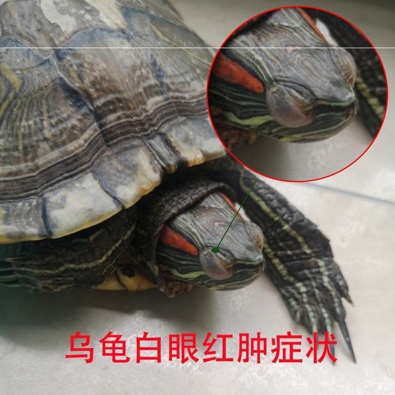 如何預防龍龜感染細菌？（烏龜生病預防八大要點,掌握這些讓它們更健康）