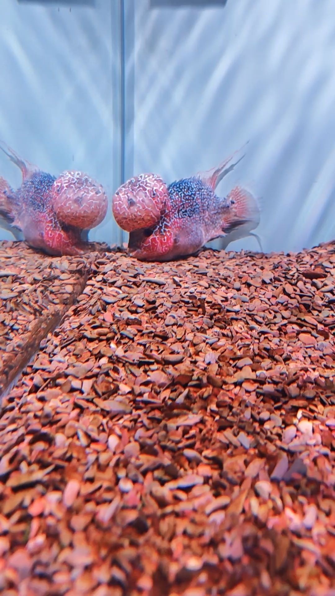 羅漢魚突然不吃東西躲在角落不愛動。（羅漢魚不吃東西、不愛動怎么辦）