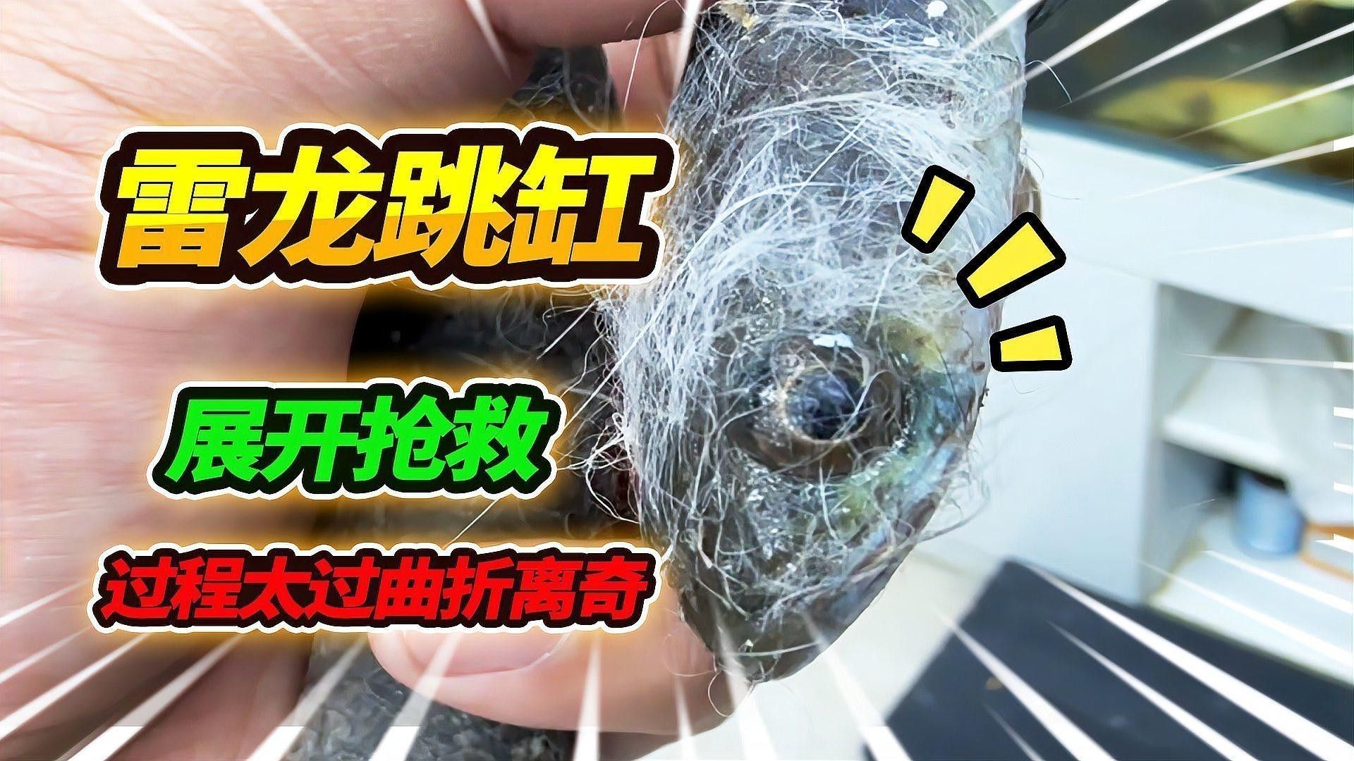 雷龍魚跳缸后如何搶救（雷龍魚跳缸后如何處理急救措施全解析）
