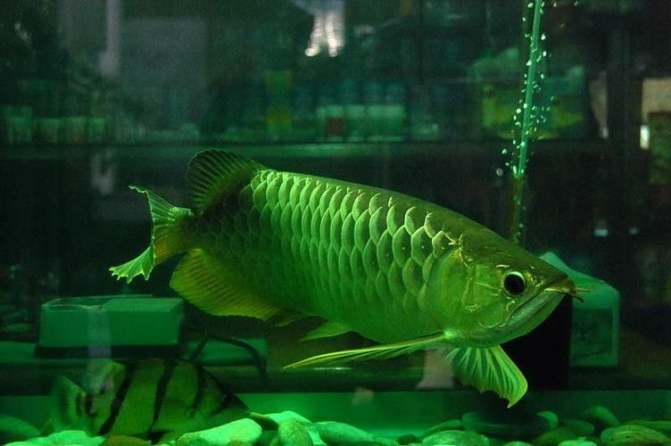 嘉興哪個(gè)水族館龍魚(yú)好？祥龍魚(yú)場(chǎng)龍魚(yú)（嘉興祥龍魚(yú)場(chǎng)的龍魚(yú)養(yǎng)殖方式是什么祥龍魚(yú)場(chǎng)的具體聯(lián)系方式） 嘉興哪個(gè)水族館龍魚(yú)好？祥龍魚(yú)場(chǎng)龍魚(yú)（嘉興祥龍魚(yú)場(chǎng)的龍魚(yú)養(yǎng)殖方式是什么祥龍魚(yú)場(chǎng)的具體聯(lián)系方式） 龍魚(yú)百科 第4張